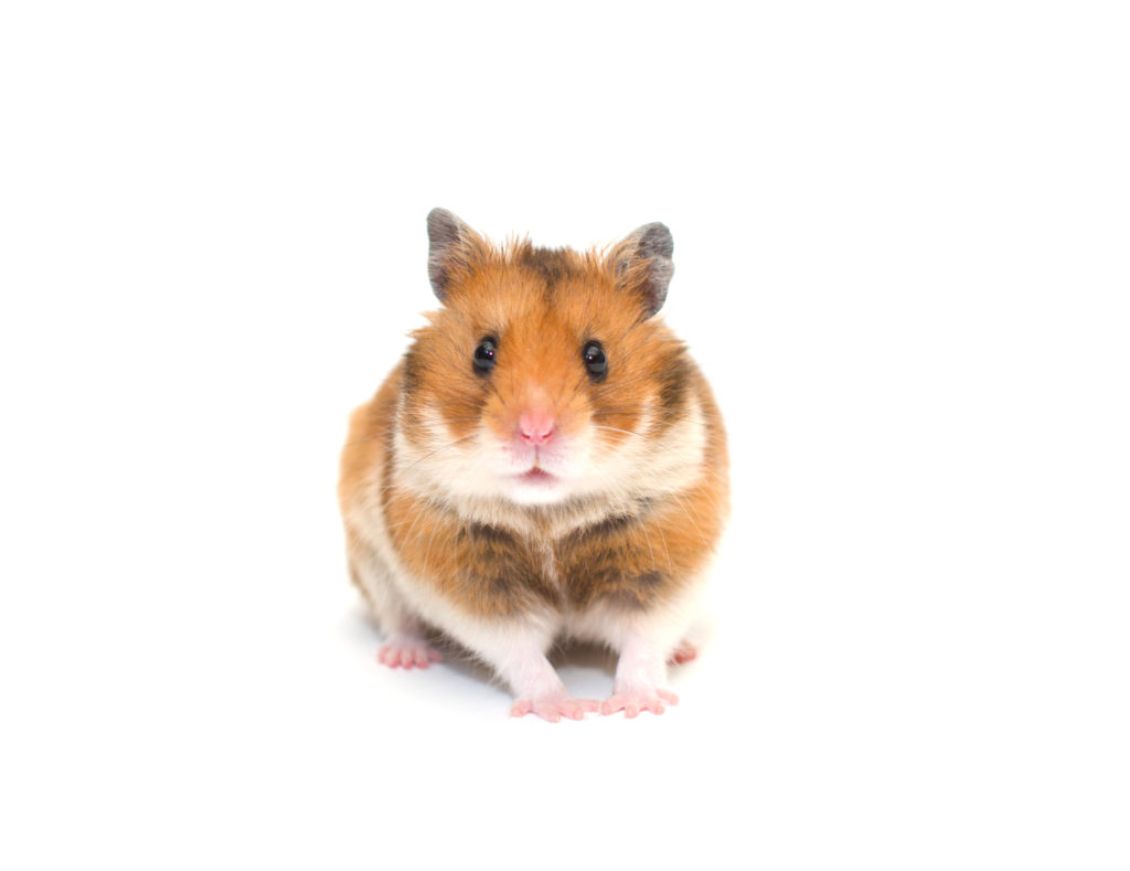 where to buy pet hamster. pet hamster. Pet hamster cage. Hamster food. 