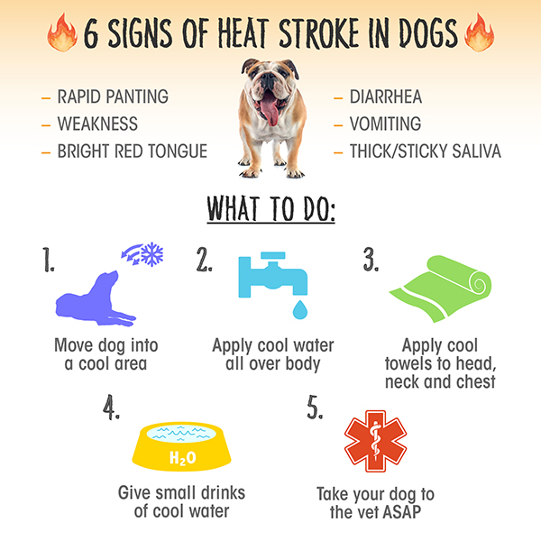 how can i protect my dog from heat