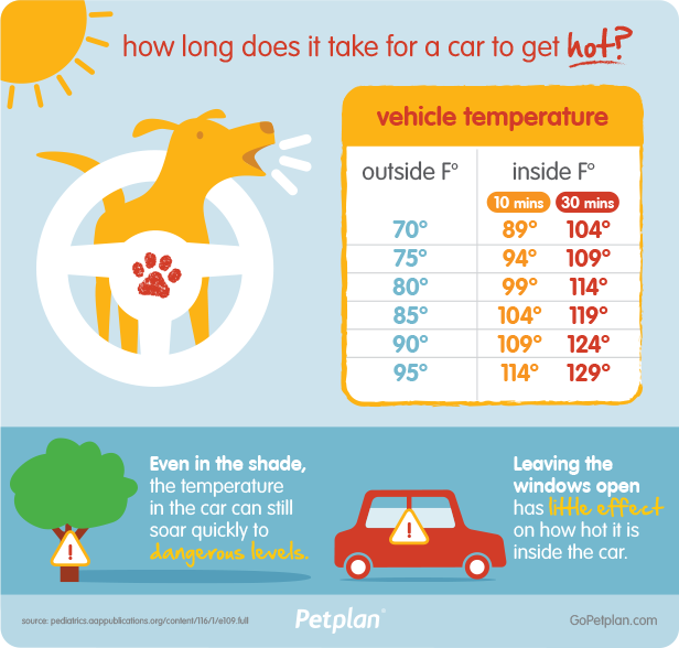 Protect Your Pet from the Heat! Summer Safety Petland