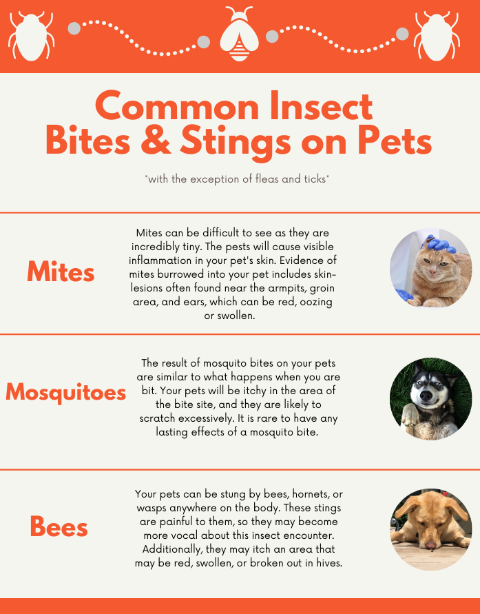  Effective Strategies on How to Get Rid of Ants Without Harming Pets: Safe and Natural Solutions