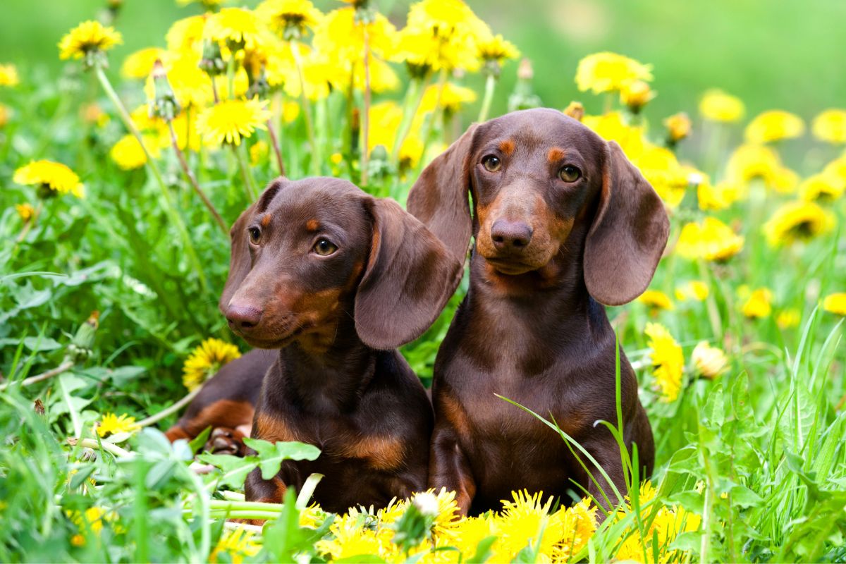 adopt a puppy in summer