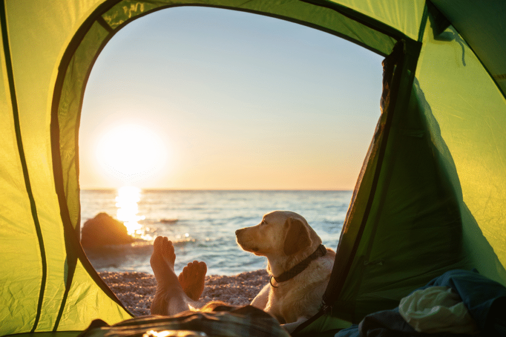 Camping With Pets