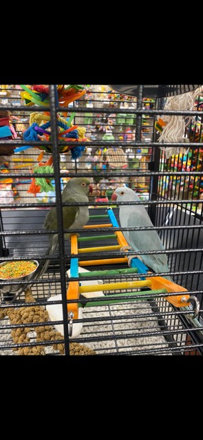Exotic Birds