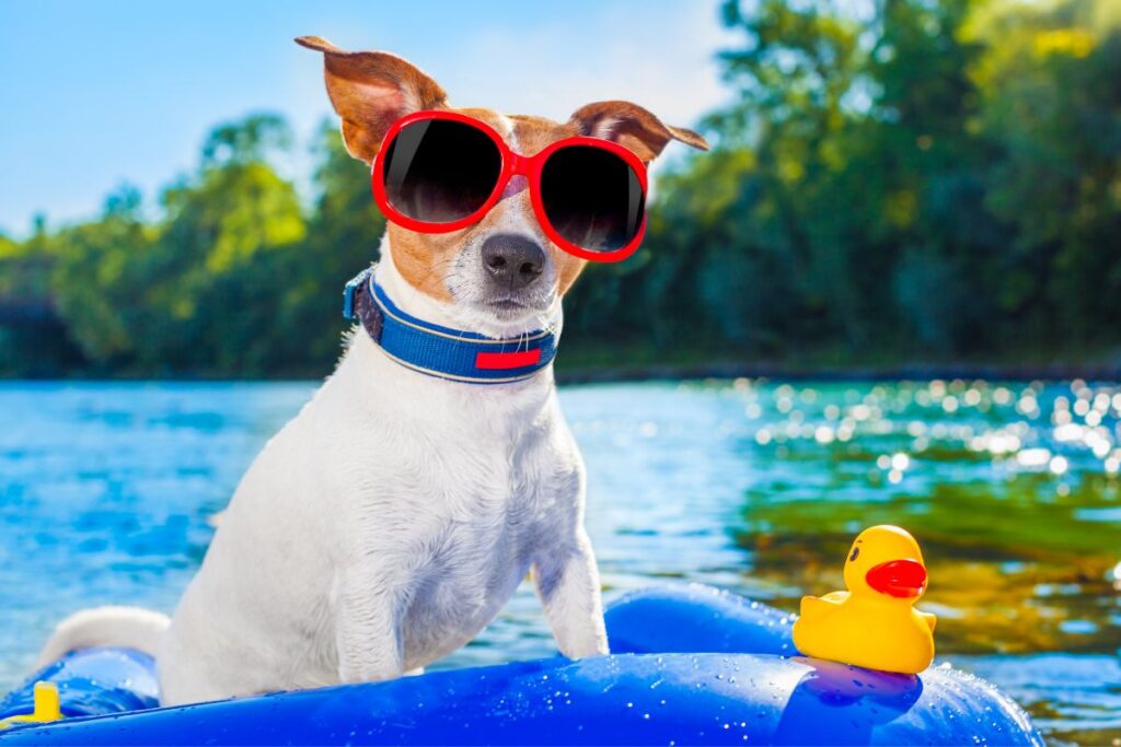 pet sun protection