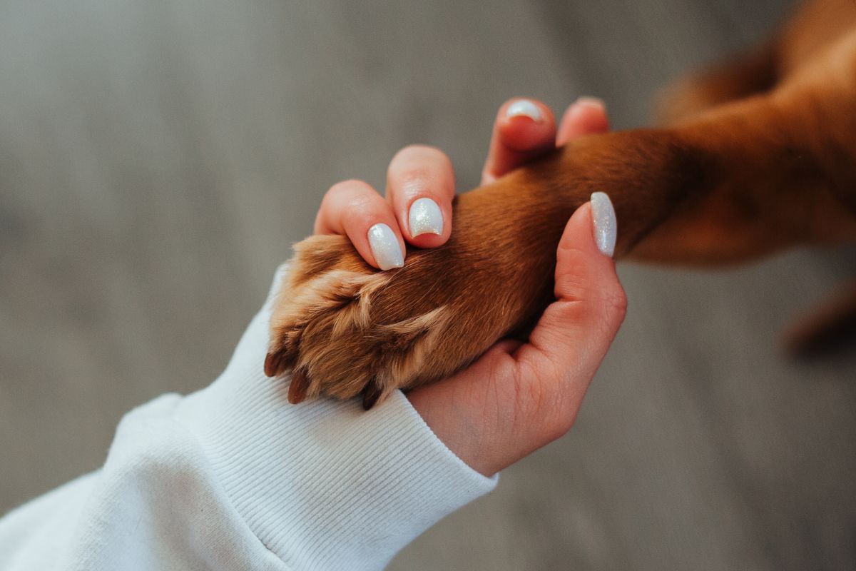 petland controversy