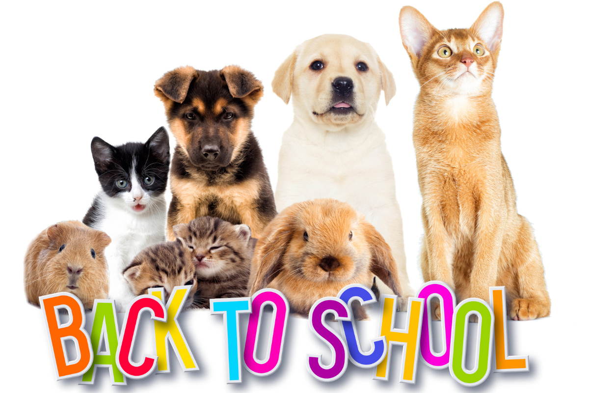 Back to School with a New Pet