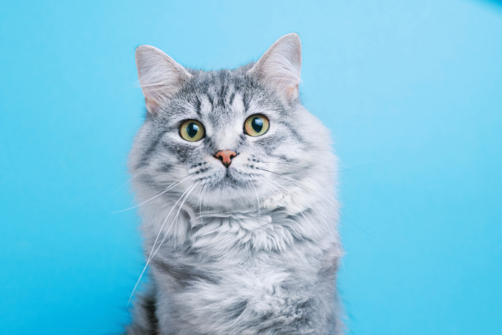 happy international cat day