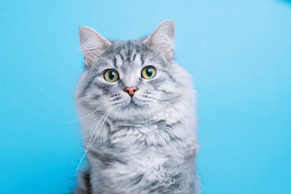 happy international cat day