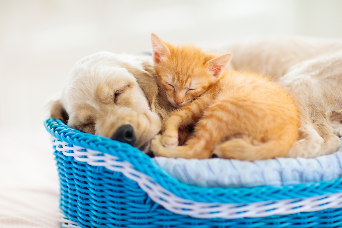 Puppies & Dogs vs. Kittens & Cats