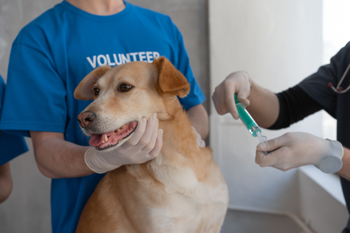 pet vaccine