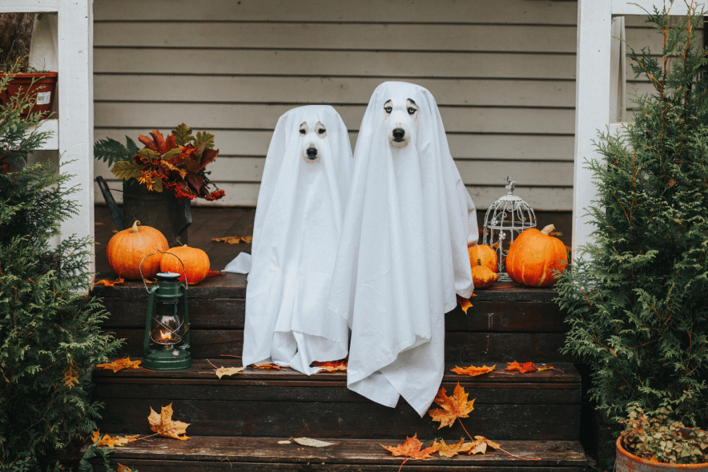 Dressing Up Your Pet for Halloween