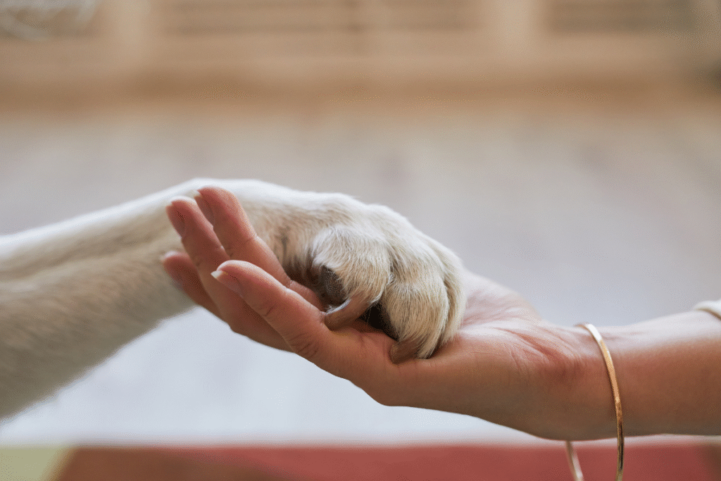 National Pet Health Month