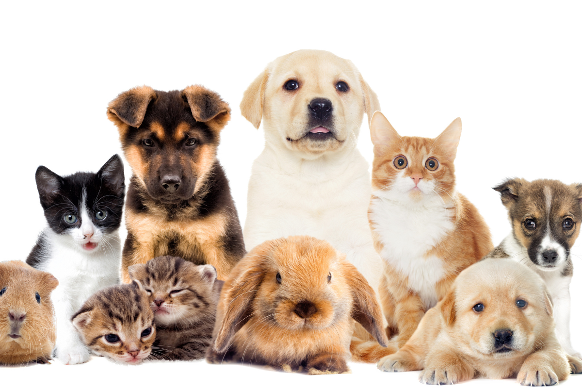 Petland Pets