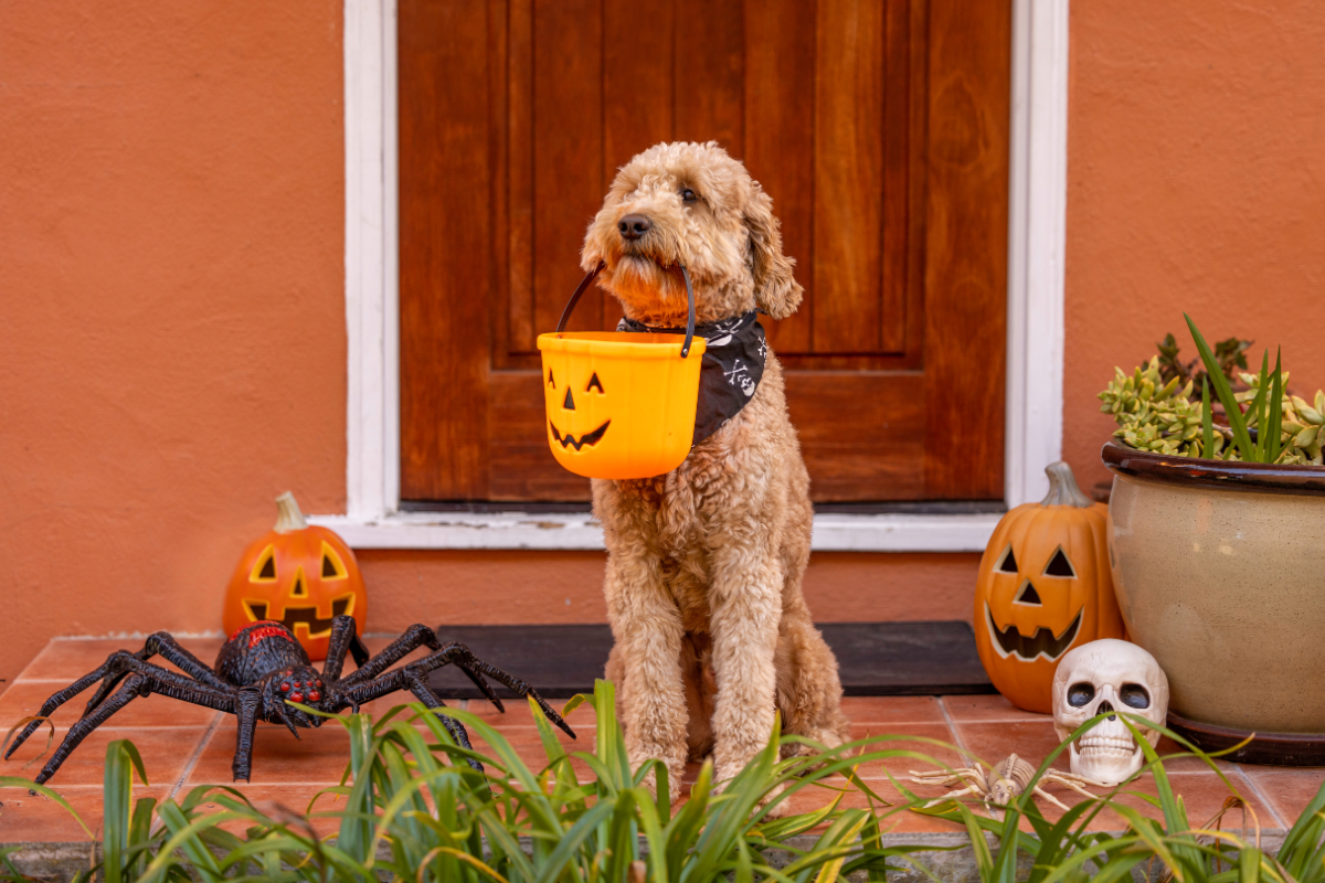 Protect Your Pet from Halloween