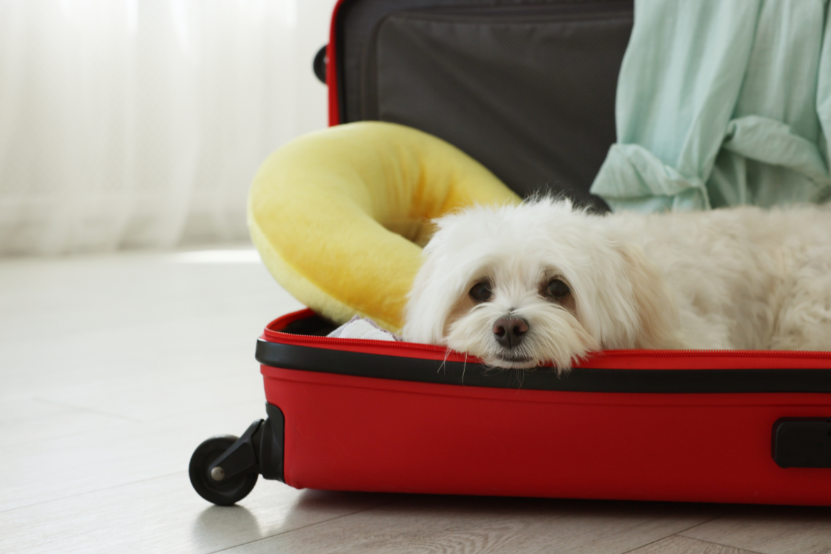 Traveling With Pets
