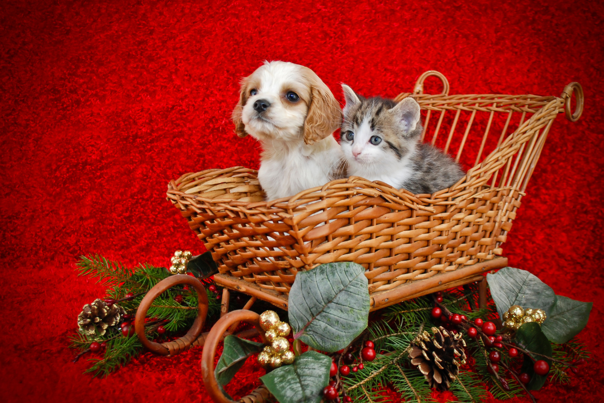 Gifting a Puppy or Kitten for Christmas