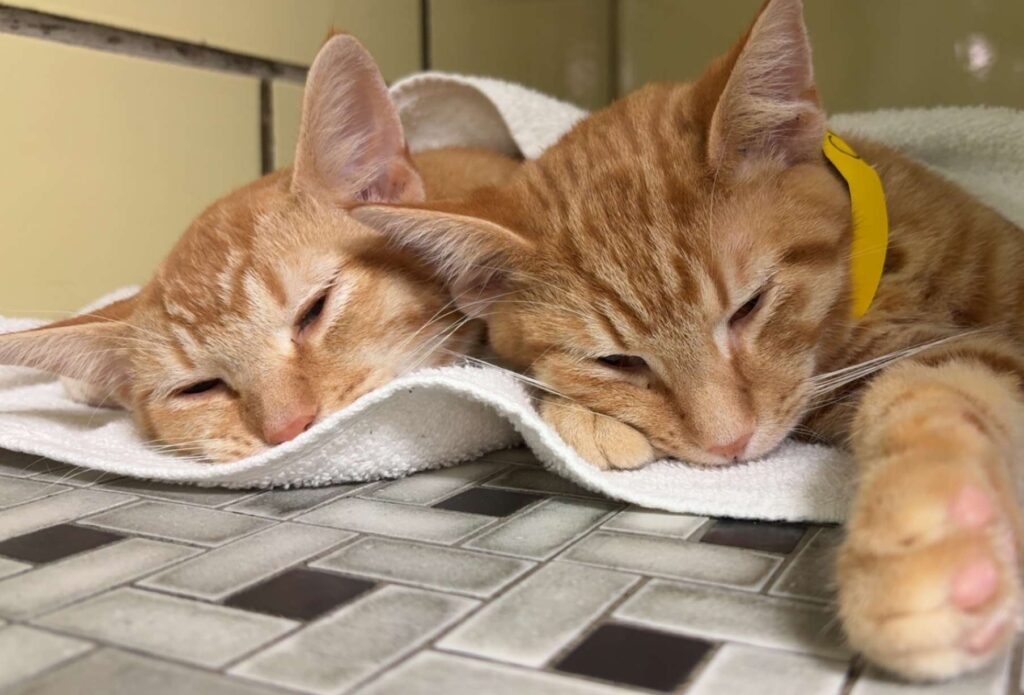 Kittens Cheddar and Cheese rest while recovering
from spay/neuter surgery