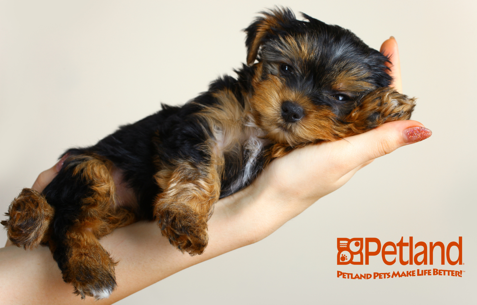 Petland reflects on 2025, celebrating growth, community impact, and a continued commitment to pets and people.