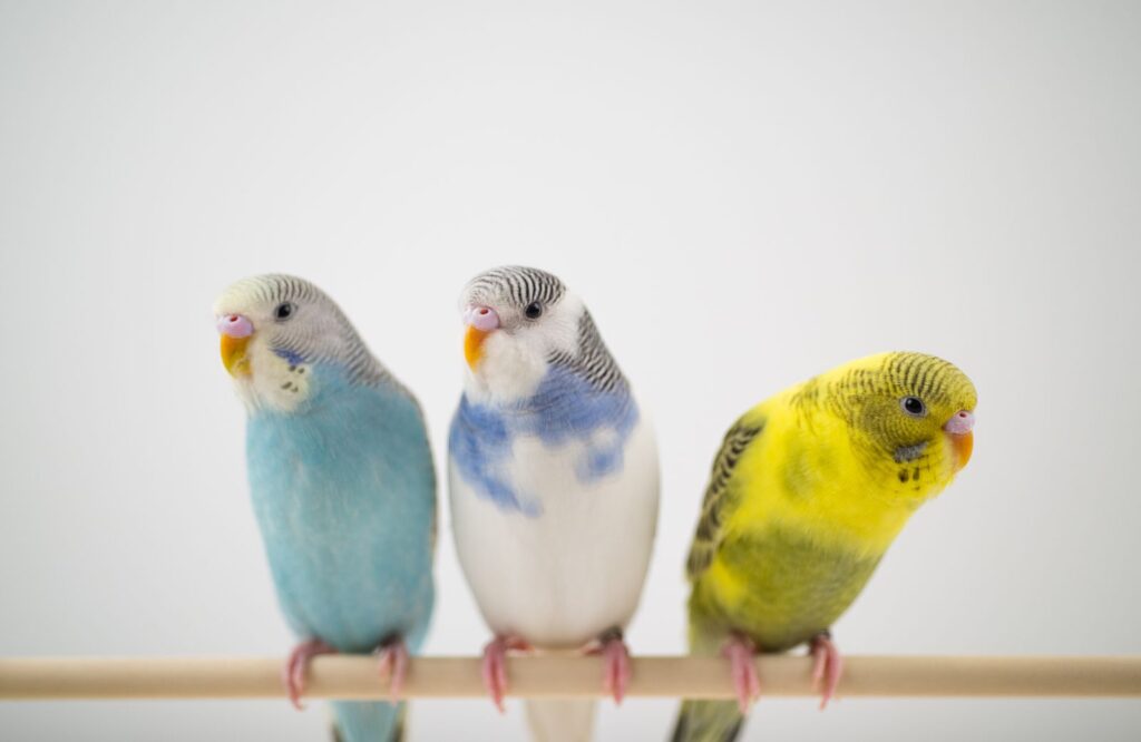 Petland Birds