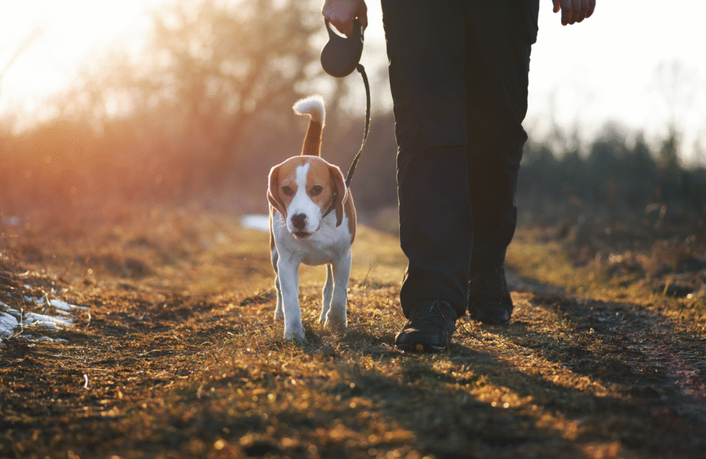 Make Walking Your Pet a Resolution This January