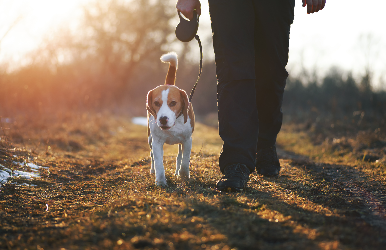 Make Walking Your Pet a Resolution This January