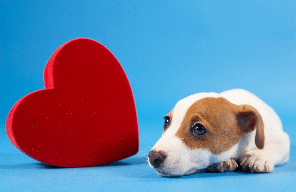Human-Animal Bond Supports Heart Health