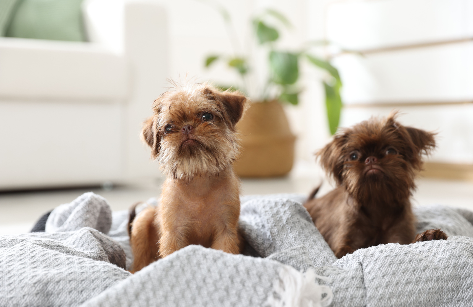 How to Prepare Your Home for a New Pet This February