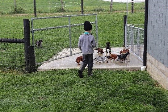 Outdoor play area for puppies and mother dogs