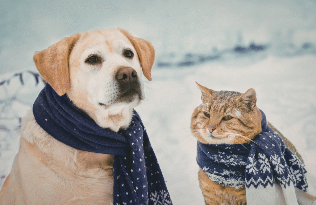 Petland Experts Share Healthy Ways to Get Back on Track