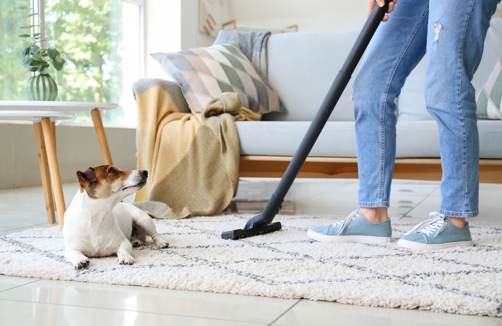 Spring Cleaning for Pet Owners: Refreshing Your Pet’s Space the Petland Way