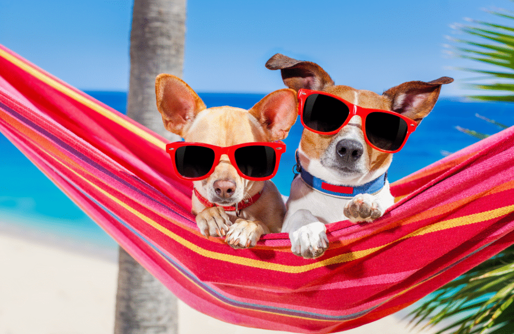 Summer Pet Adoption - Petland