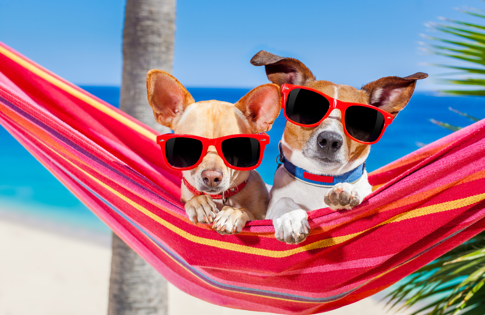 Summer Pet Adoption - Petland